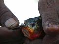 pirhana teeth